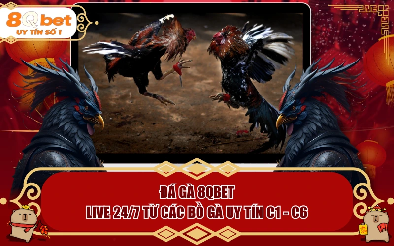 Đá Gà 8QBET | Live 24/7 Từ Các Bồ Gà Uy Tín Từ C1 Đến C6