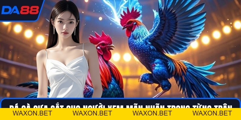 Đá Gà Cựa Sắt - Đấu Trường Của Những Chiến Kê Huyền Thoại