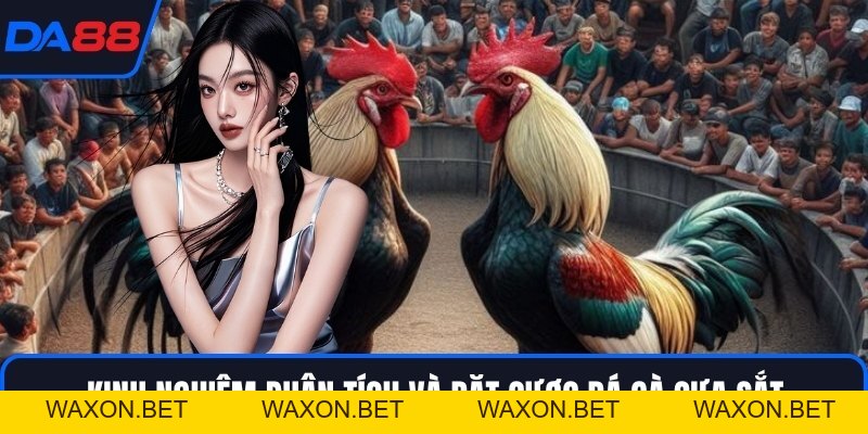 Đá Gà Cựa Sắt - Đấu Trường Của Những Chiến Kê Huyền Thoại