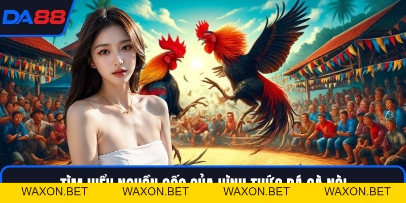 Đá Gà Nòi DA88 - Dòng Chiến Kê Huyền Thoại Trên Sới
