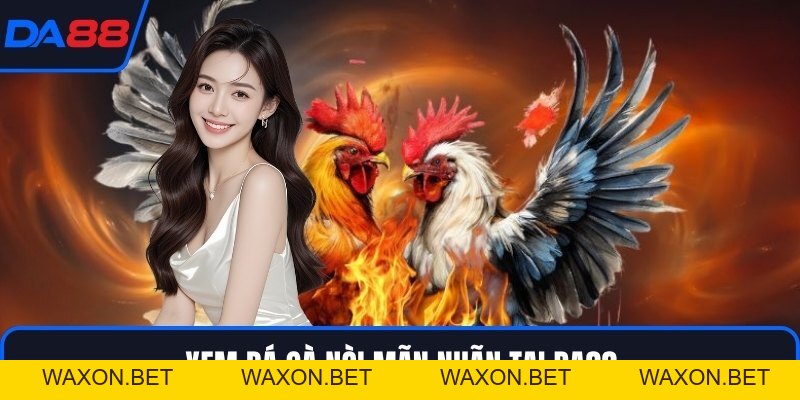 Đá Gà Nòi DA88 - Dòng Chiến Kê Huyền Thoại Trên Sới